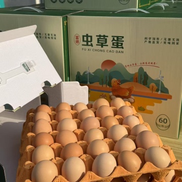 江苏自家养鸡场鸡蛋草鸡蛋接团购批发/量大优惠/可一件代发