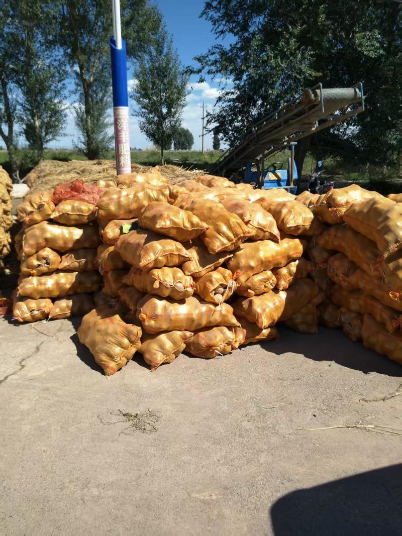 【稳定供货】甘肃226土豆新鲜土豆批发产地直发量大价优