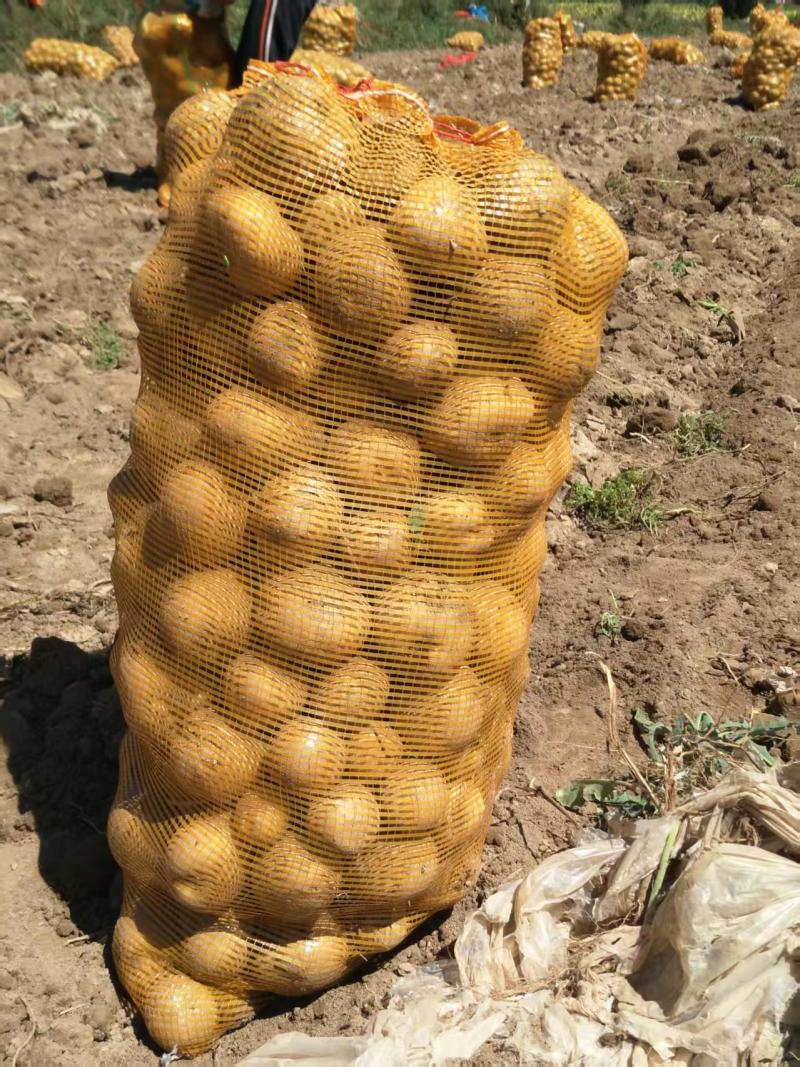 【稳定供货】甘肃226土豆新鲜土豆批发产地直发量大价优