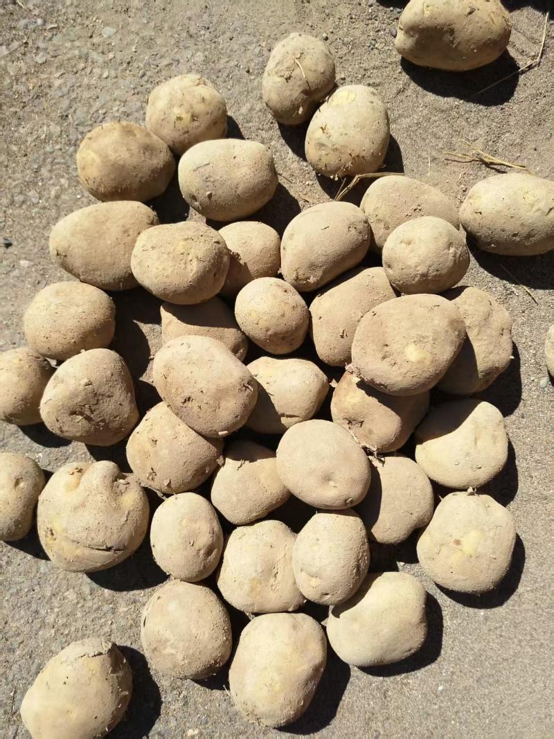 【稳定供货】甘肃226土豆新鲜土豆批发产地直发量大价优