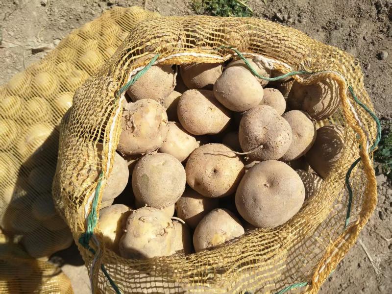 【稳定供货】甘肃226土豆新鲜土豆批发产地直发量大价优