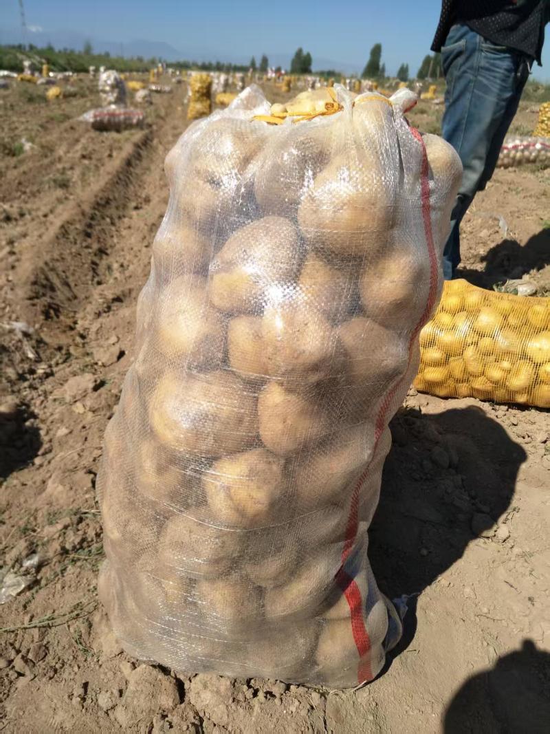 【稳定供货】甘肃226土豆新鲜土豆批发产地直发量大价优