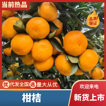 精品柑桔，新鲜柑橘，当季现货，品质保证，量大从优！