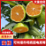 高山蜜橘，皮薄多汁，无纤维，入口化渣，纯甜无酸