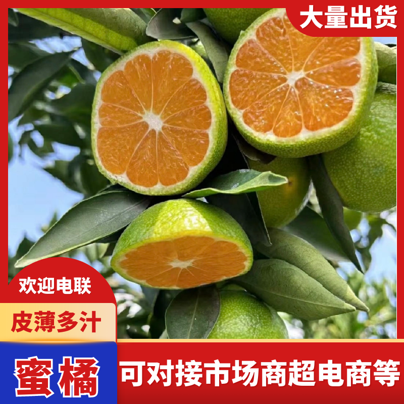 高山蜜橘，皮薄多汁，无纤维，入口化渣，纯甜无酸