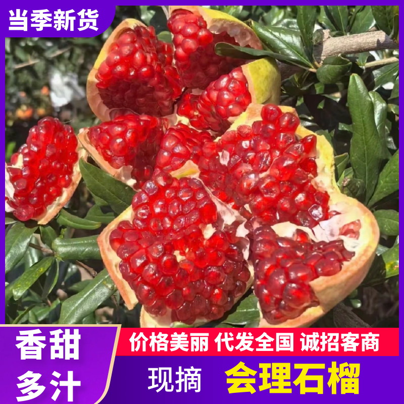【热卖】精品石榴四川会理突尼斯软籽石榴产地大量供直发