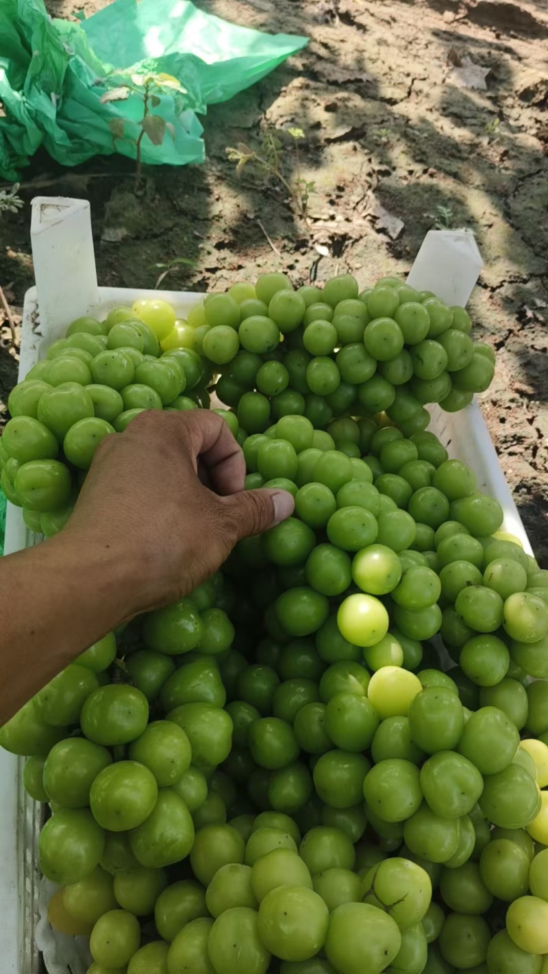 原产地一手货源阳光玫瑰葡萄冰点价各种等级规格次果烧棚果电商果