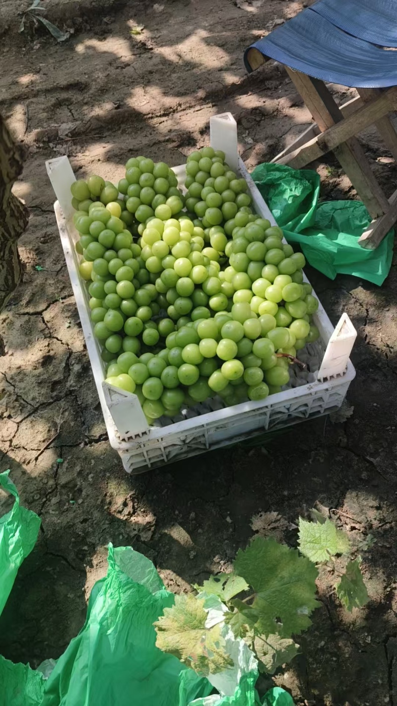 原产地一手货源阳光玫瑰葡萄冰点价各种等级规格次果烧棚果电商果