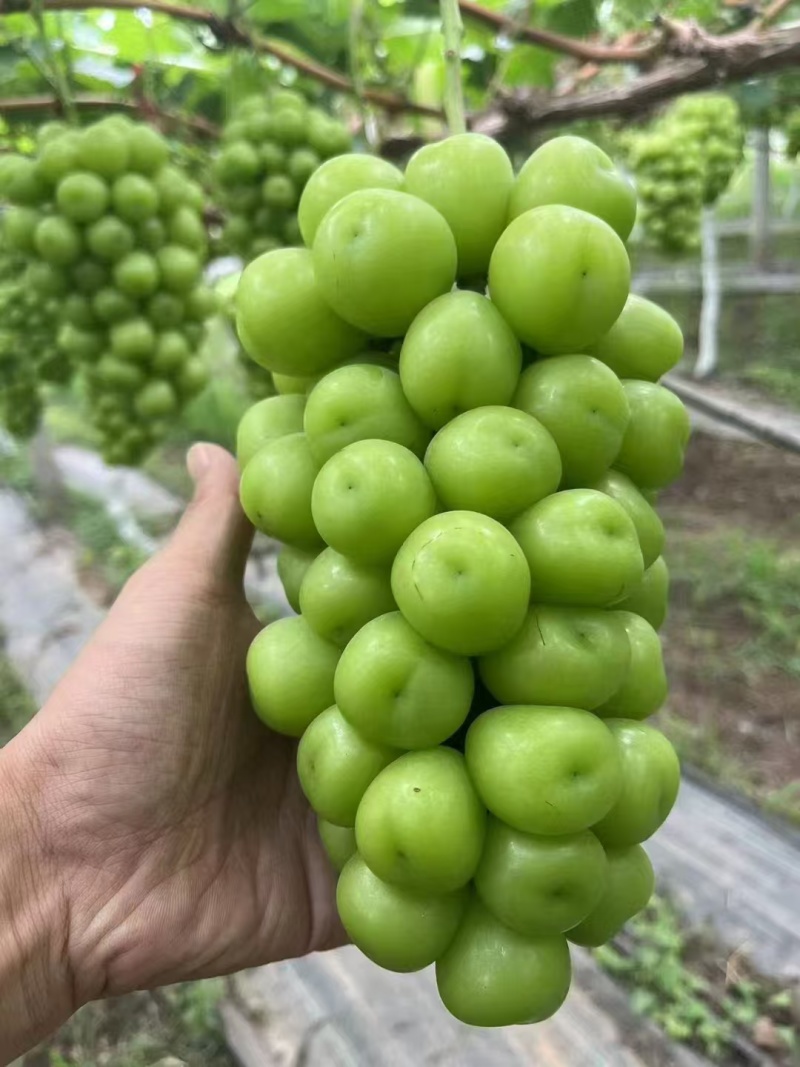 原产地一手货源阳光玫瑰葡萄冰点价各种等级规格次果烧棚果电商果