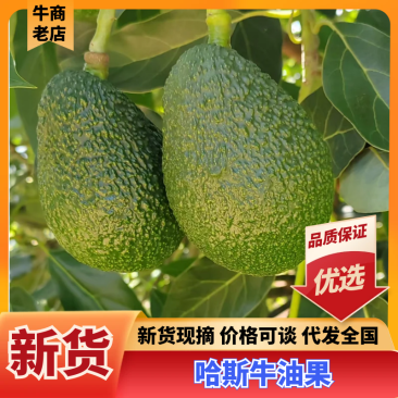 哈斯牛油果按需分拣打包有纸箱泡沫箱礼品盒等接电商直播一件代发