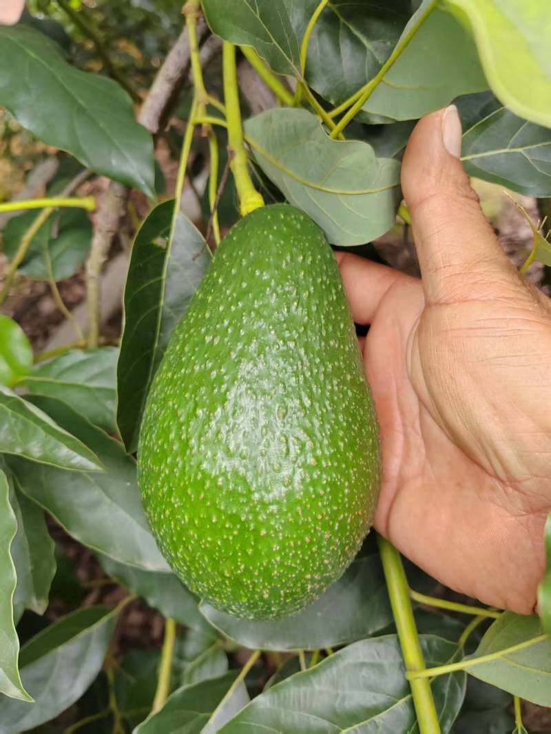 哈斯牛油果按需分拣打包有纸箱泡沫箱礼品盒等接电商直播一件代发
