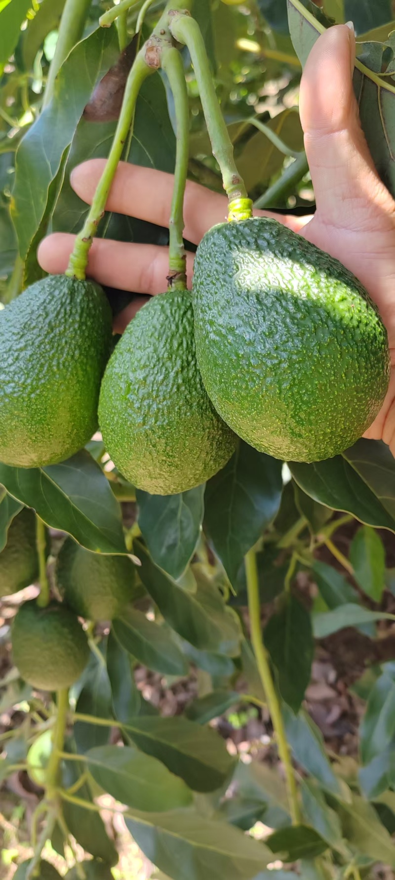 哈斯牛油果按需分拣打包有纸箱泡沫箱礼品盒等接电商直播一件代发