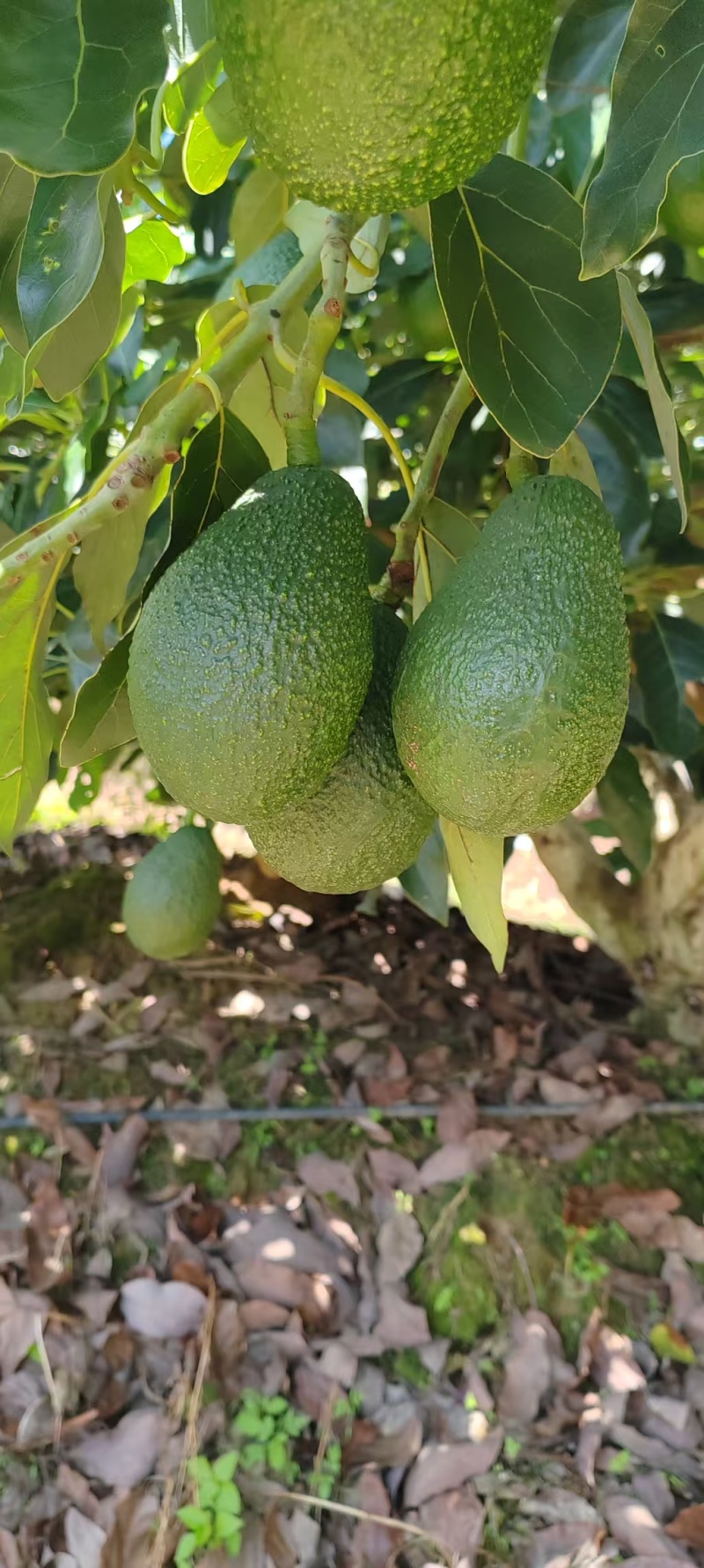 哈斯牛油果按需分拣打包有纸箱泡沫箱礼品盒等接电商直播一件代发