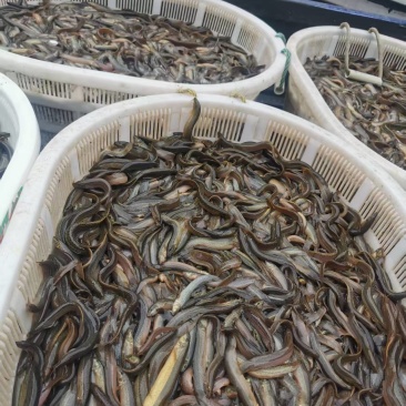 泥鳅大量有货基地直发常年供应可电联详谈