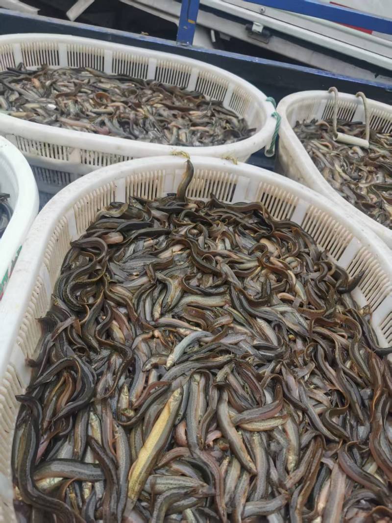 泥鳅大量有货基地直发常年供应可电联详谈