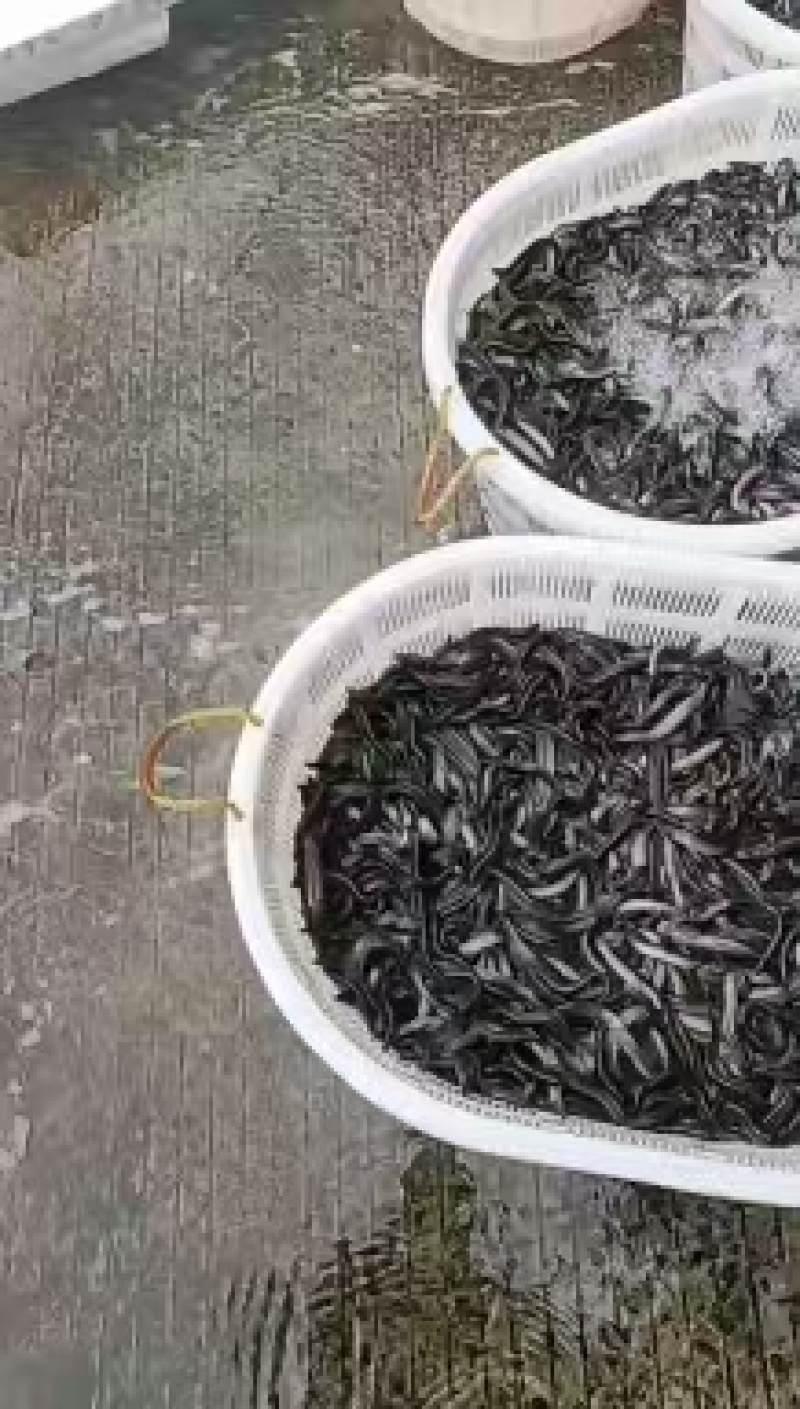 泥鳅大量有货基地直发常年供应可电联详谈