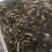 泥鳅大量有货基地直发常年供应可电联详谈