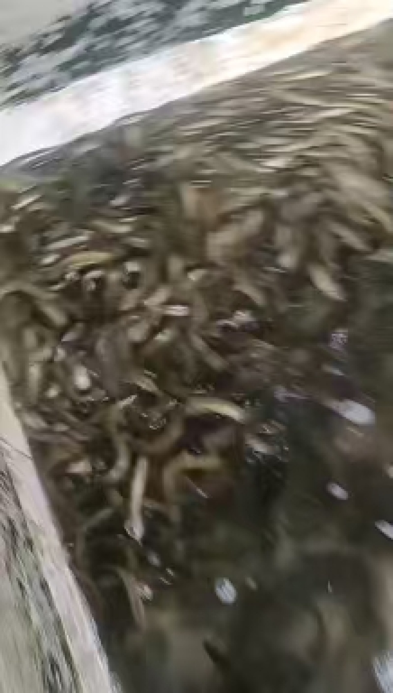 泥鳅大量有货基地直发常年供应可电联详谈