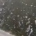 泥鳅大量有货基地直发常年供应可电联详谈