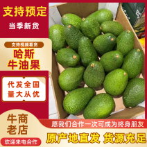 云南本地一手货源牛油果果形端正货量大自家果园大小都有满意为止