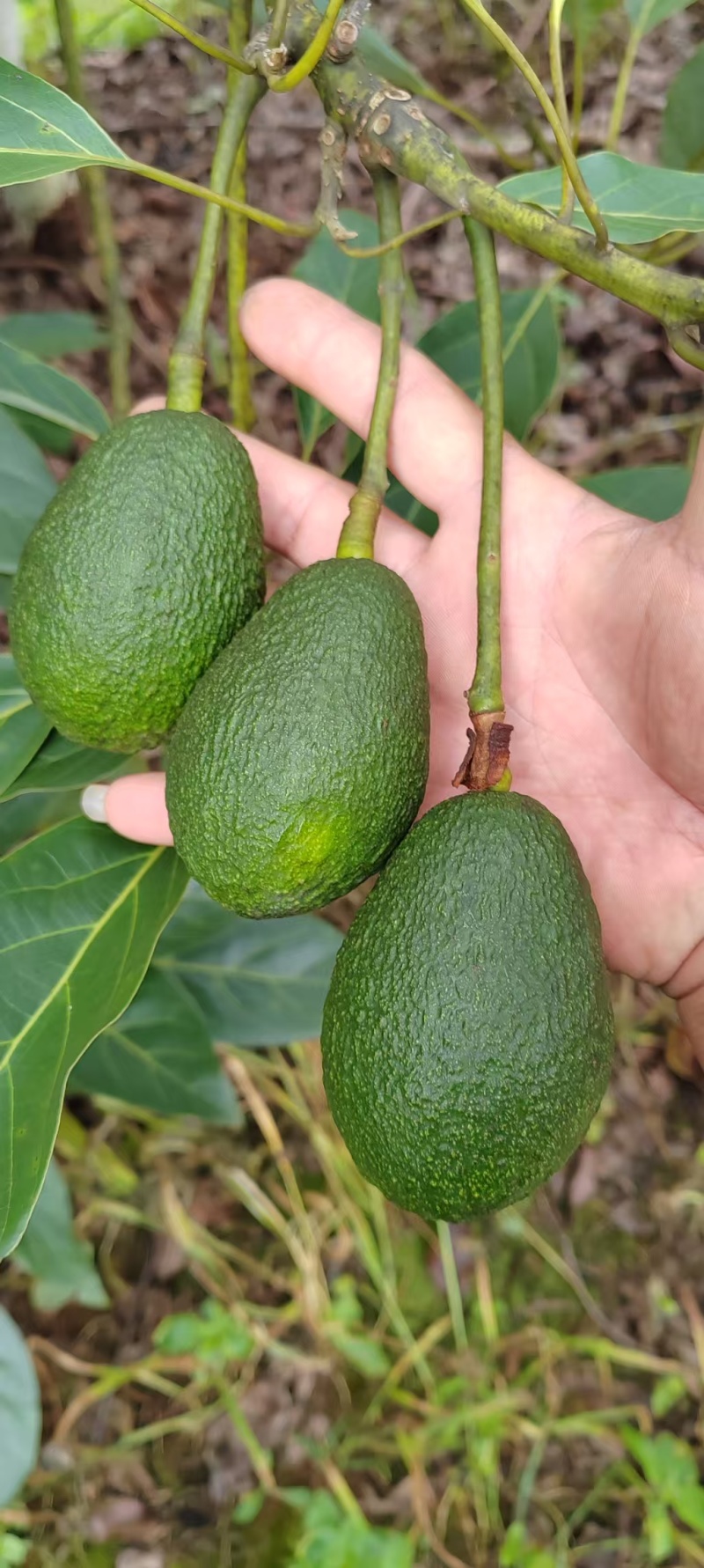 云南本地一手货源牛油果果形端正货量大自家果园大小都有满意为止