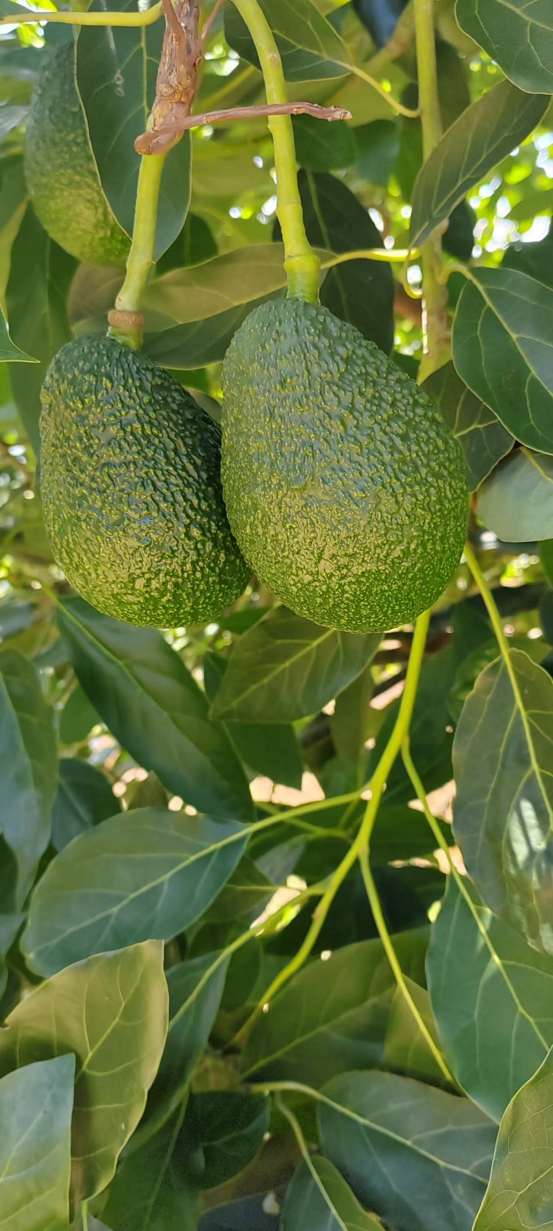 云南本地一手货源牛油果果形端正货量大自家果园大小都有满意为止