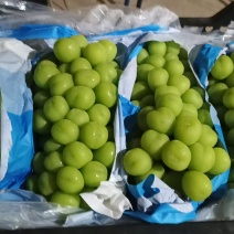 阳光玫瑰品质保证大量有货欢迎联系
