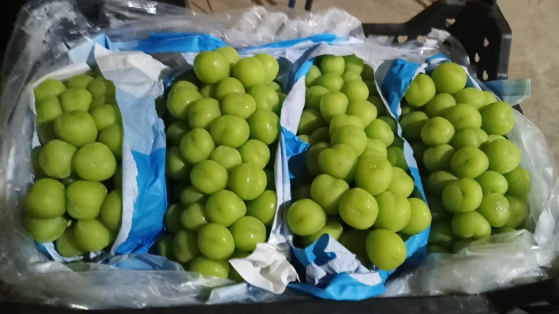 阳光玫瑰品质保证大量有货欢迎联系