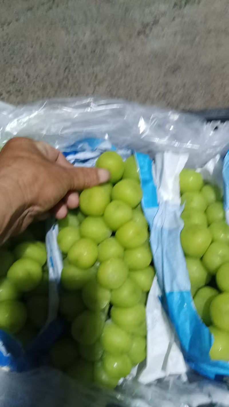 阳光玫瑰品质保证大量有货欢迎联系