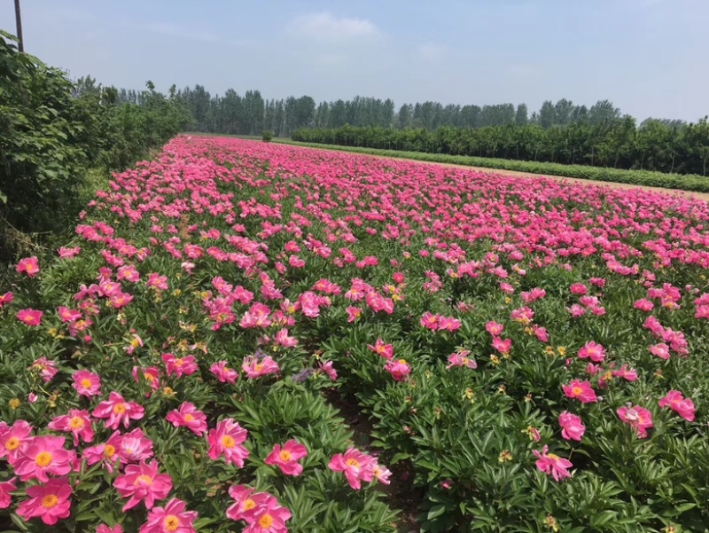 安徽白芍种苗/根粗苗壮/白芍种苗/长期供应随时有货