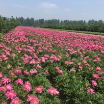 安徽白芍种苗/根粗苗壮/白芍种苗/长期供应随时有货