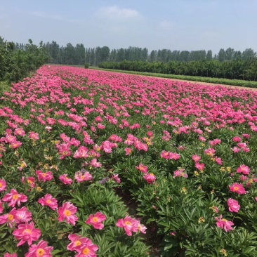 安徽白芍种苗/根粗苗壮/白芍种苗/长期供应随时有货