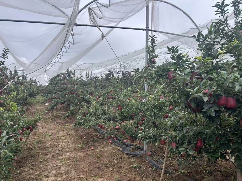 花牛苹果，产地甘肃，对接批发市场档口，欢迎咨联系