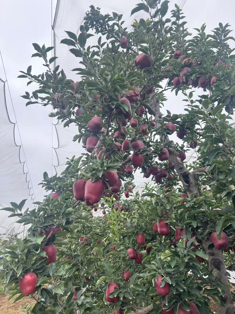 花牛苹果，产地甘肃，对接批发市场档口，欢迎咨联系