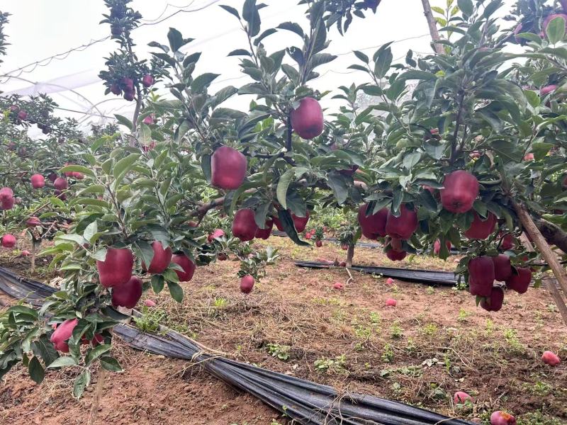 花牛苹果，对接批发，保质保量，价格可议价，欢迎咨询我