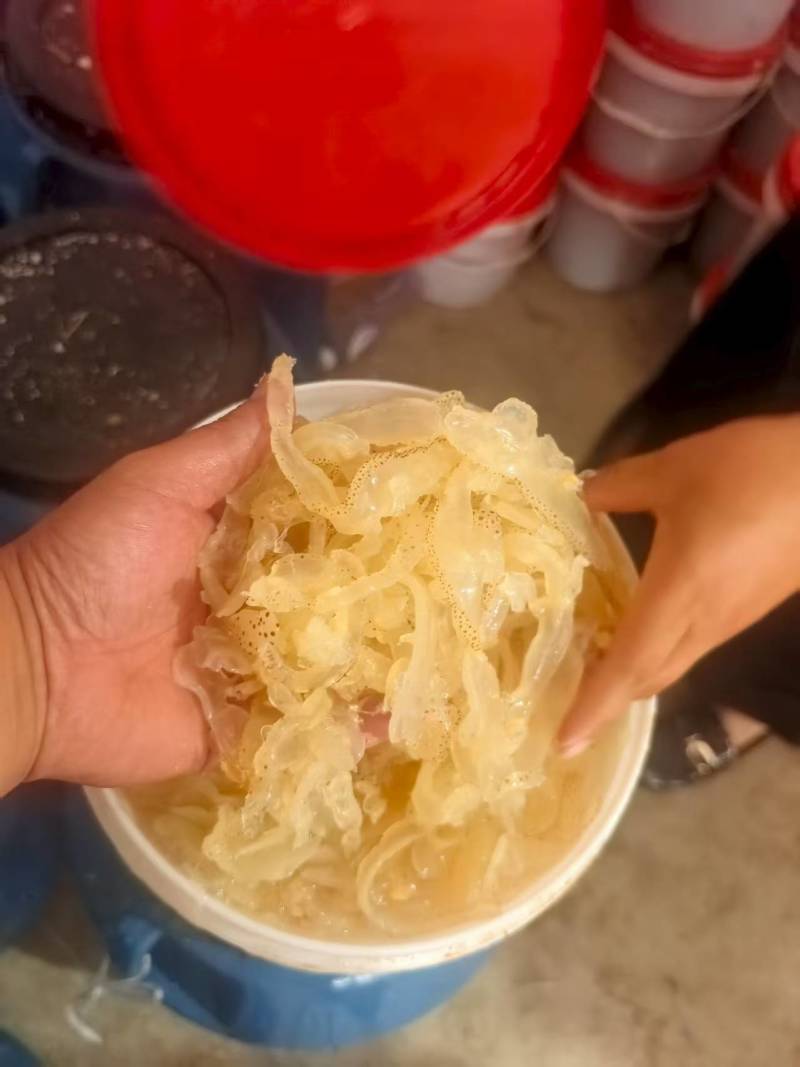 海蜇规格齐全大量有货对接全国市场可视频看