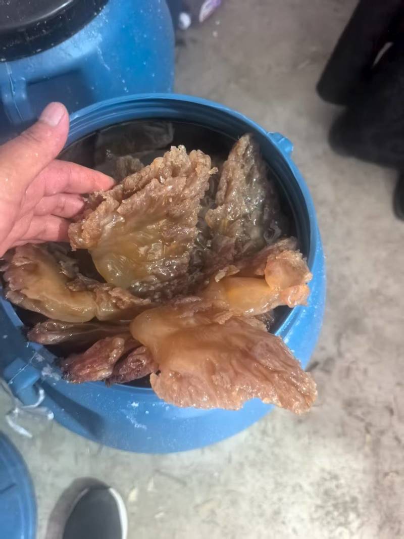 海蜇头一手货源基地直发大量有货可代发全国