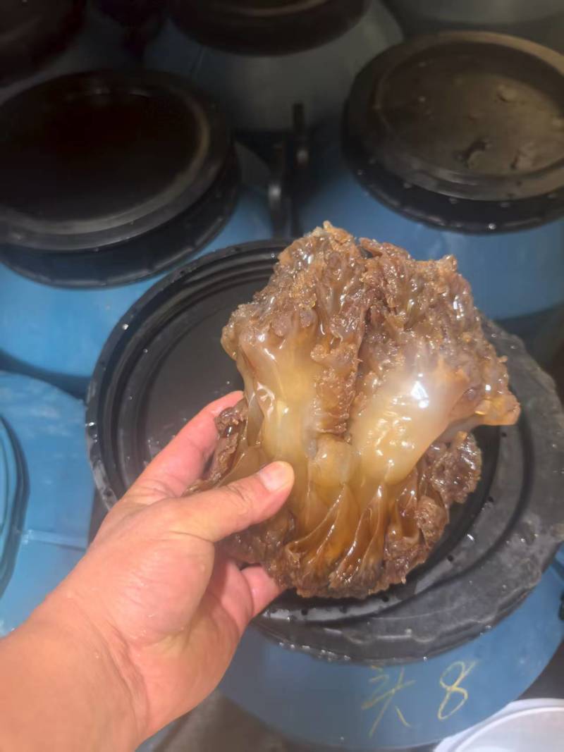 海蜇头一手货源基地直发大量有货可代发全国