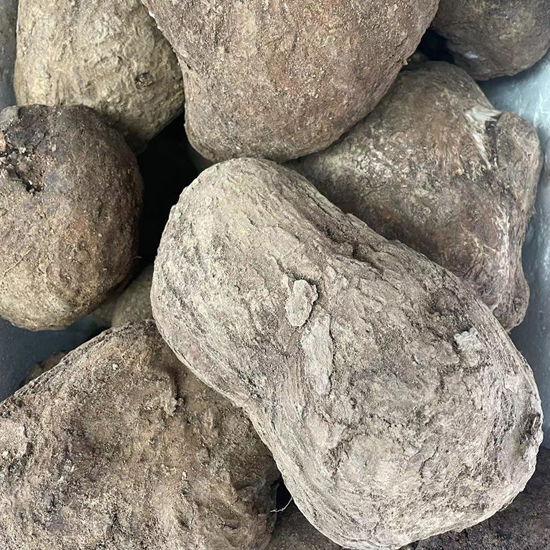 云南新鲜茯苓整个茯苓带皮茯苓中药材可切片白茯苓片