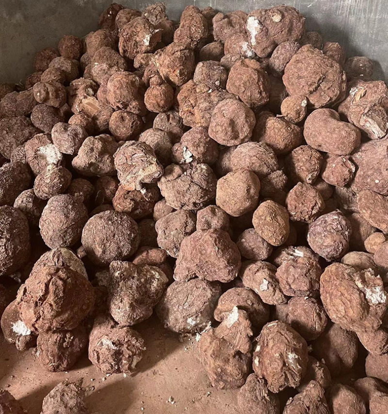 云南新鲜茯苓整个茯苓带皮茯苓中药材可切片白茯苓片