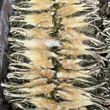霸王花剑花火龙果花干货批发霸王花大货批发
