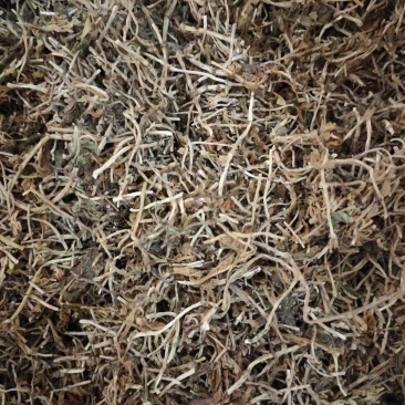 垂盆草中药材大货批发垂盆草量大从优药材垂盆草