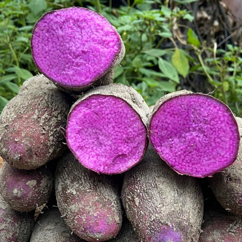 紫色山药紫山药无硫山药大货批发一手货源量大从优