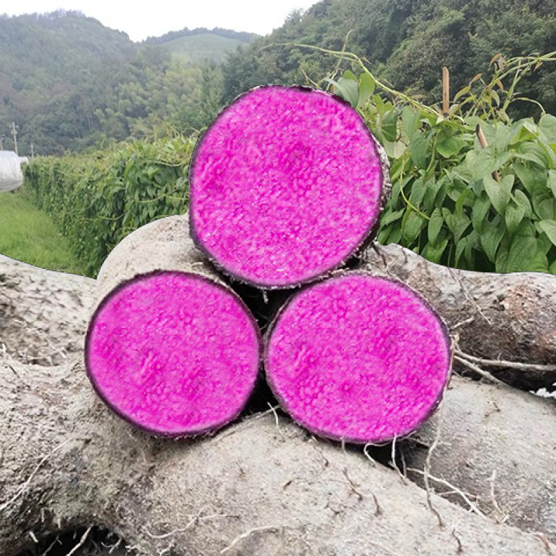 紫色山药紫山药无硫山药大货批发一手货源量大从优