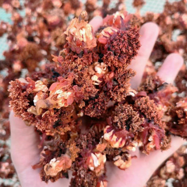 海参花干货