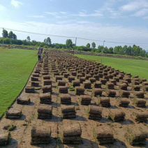 【规格齐全】马尼拉草皮多基地直供现铲现发量大可谈