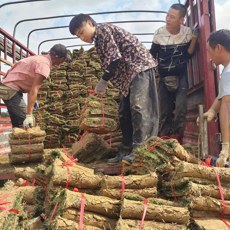 【大量现货】台湾草草皮多基地直供现铲现发量大可谈