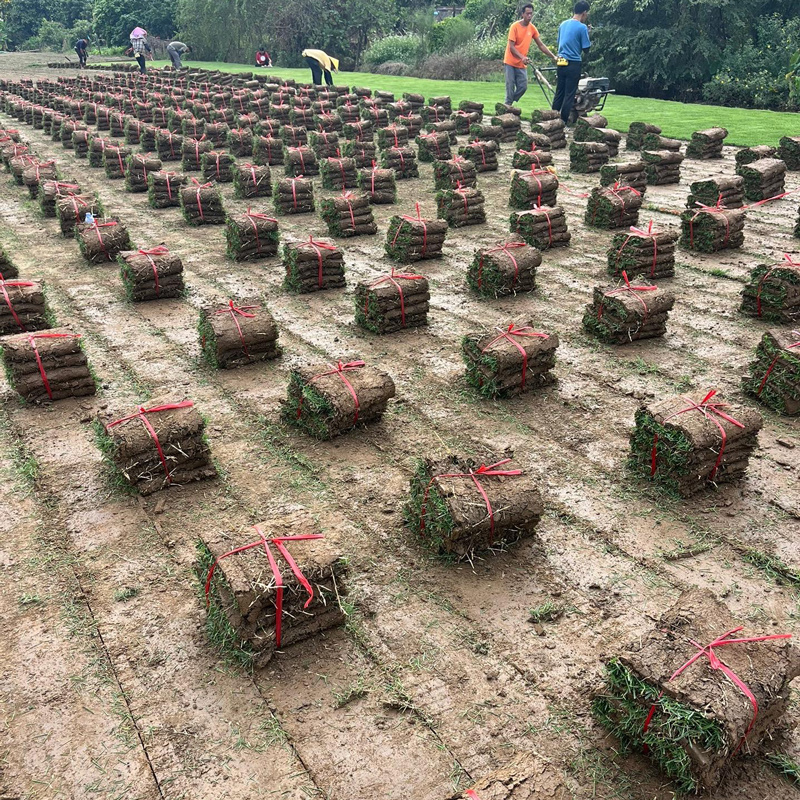 【量大可谈】兰引三号多基地直发专车送货现铲现发