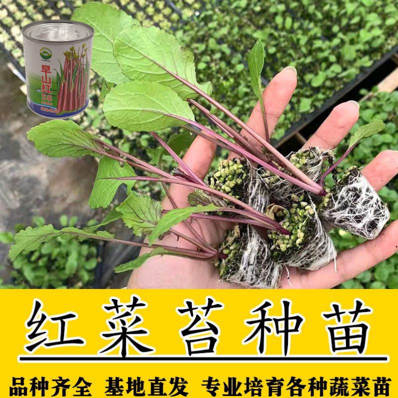 武汉洪山区正宗红菜苔苗高品质基地优选早山红1000棵起卖