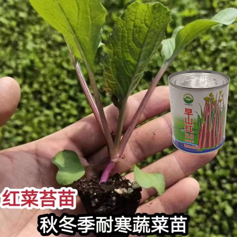 武汉洪山区正宗红菜苔苗高品质基地优选早山红1000棵起卖